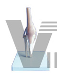 The model of knee joint